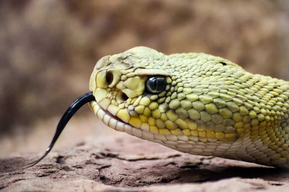 Vietnam Snake Kids Viral Video King Cobra Snakebites Reptile